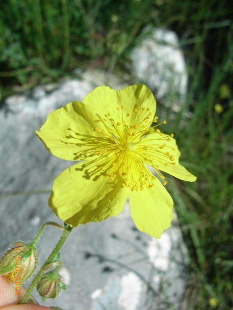 Helianthemum cfr. nummularium